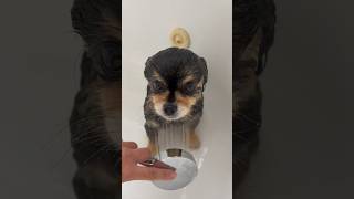 Cute Pomeranian Enjoys Getting Pampered  #shorts #dog #pomeranian