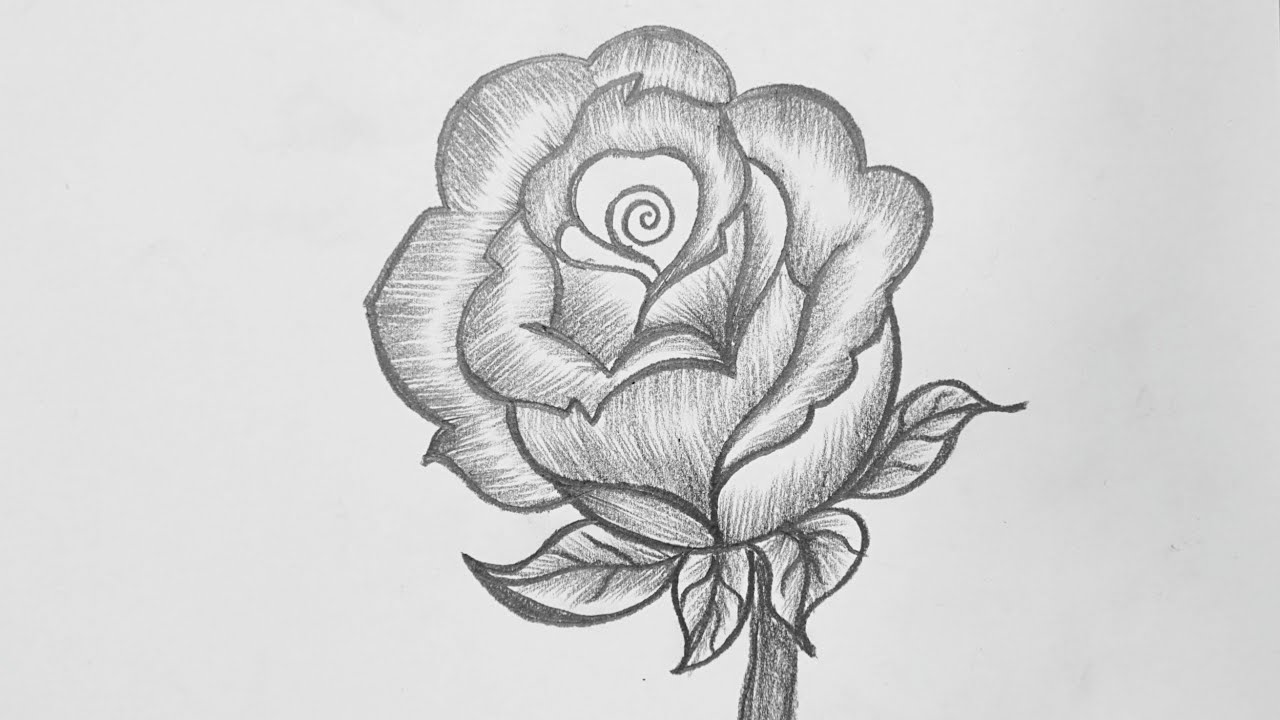 Pencil Drawing Rose Flowers | Best Flower Site