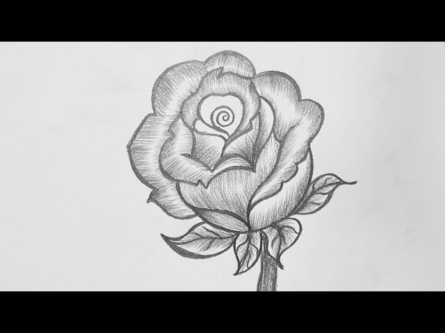 30 Beautiful Flower Drawings | Art and Design