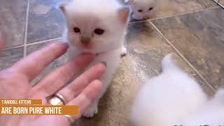 9 Things You Didn't Know About Ragdoll Cats by Hugging Cats 752 views 1 year ago 5 minutes, 41 seconds