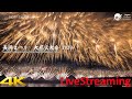 長岡花火2023 ライブ配信 Nagaoka Fireworks 2023 4K