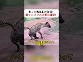 失った角以上の価値！ 母インパラの決死の攻撃！ #ハイエナとインパラ #自然の闘い #母の愛 #野生の瞬間 #命を守る戦い