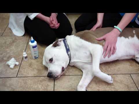 वीडियो: कुत्तों के लिए फ्लोक्सिन ओटिक