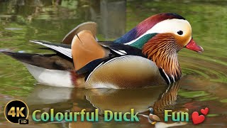 Quack quack Cute Duck✨ | Relaxingmusic | Cute Birds | Nature Birds❤