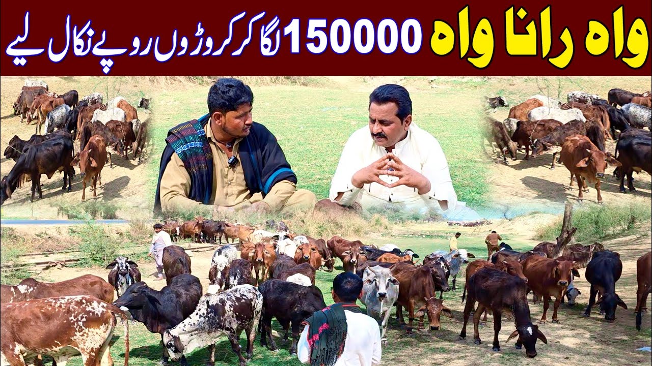 Cholistani cow farming of Rana Waqas | cow farming | desi cow farming | cholistani cow farming 