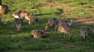 'He did not hesitate': Driver runs over, kills goslings in North Shore neighborhood