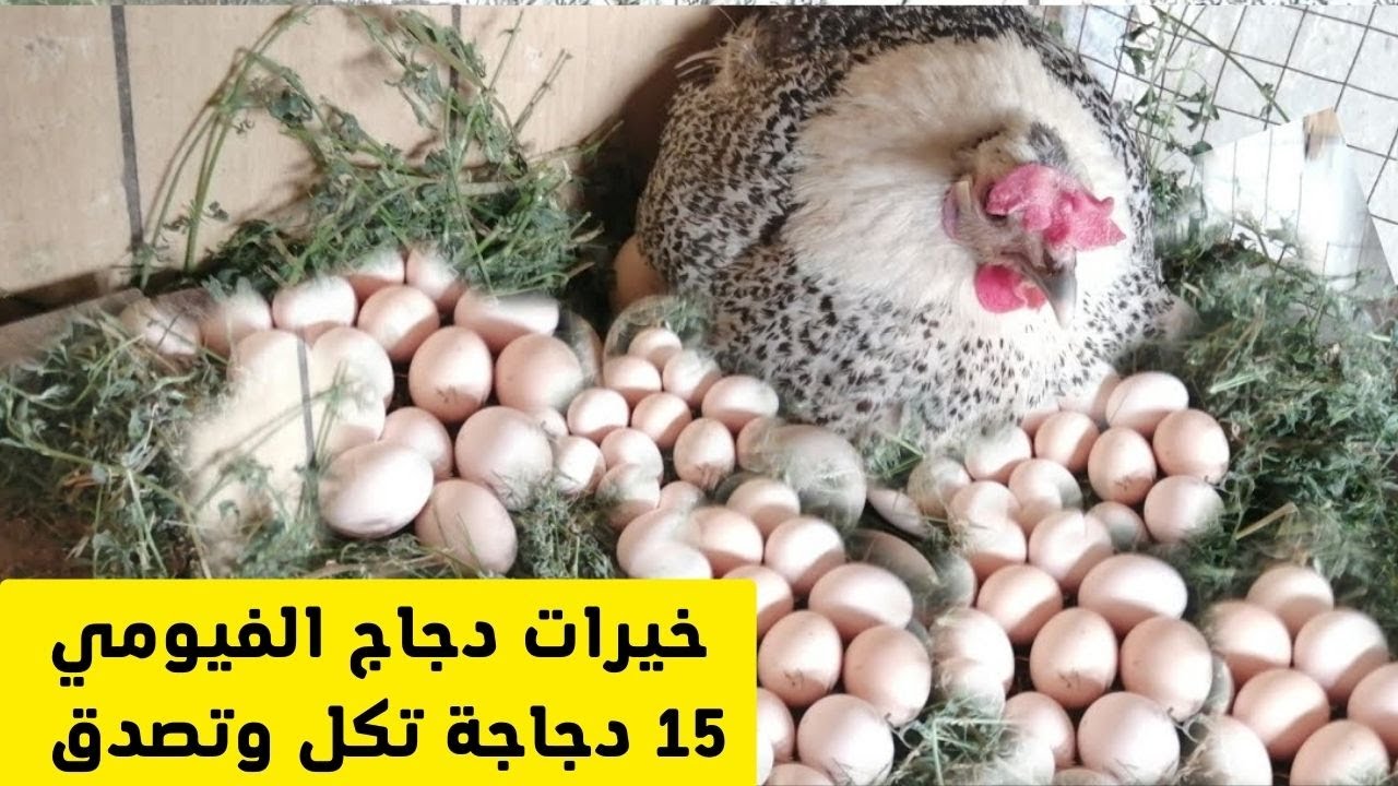 خيرات دجاج الفيومي تربية 15 دجاجة تكل وتصدق. - YouTube