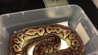 Adult Female Ball Python Cinnamon Pastel