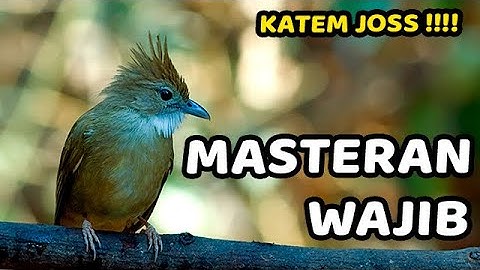 #1🔴 KAPAS TEMBAK GACOR JERNIH PANJANG AMPUH UNTUK MASTERAN SEGALA JENIS BURUNG JERNIH CEPAT MASUK