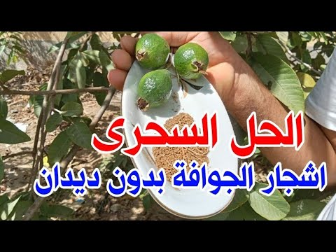 لو عندك شجرة جوافه فيا دود يبقى الفيديو دا ليك