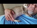 Singapura cat の動画、YouTube動画。