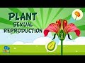 Plant Sexual Reproduction Educational Video For Kids
