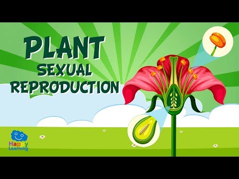 Video: Wat is 'n paar vorme van plantvoortplanting