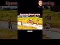 King Has Arrivedрџ Trending Wildlife Hyena Lion Animals Shorts King Has Arrivedрџ Trending Wildlife Hyena Lion Animals Shorts