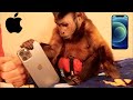 Monkey UnBoxes iPhone 12 Pro (Durability Test) TALKING MONKEY