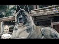 American Akita - Αμέρικαν Ακίτα με τον εκτροφέα Βασίλη Πανόπουλο από το  American Akitas House!