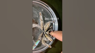 Tarantula Warning Bite!!!
