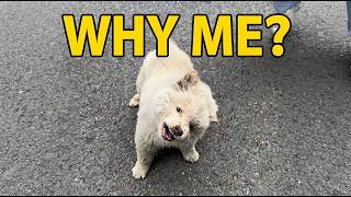 This Puppy By The Roadside Growled At Everyone, But A Vet's Examination Revealed The Truth#dog screenshot 5