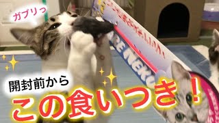 ＊94 元野良猫（モモ＆ねこた）がリピ買いするほど気に入ったNo. 1✨おもちゃはこれだ‼️【我が家編】