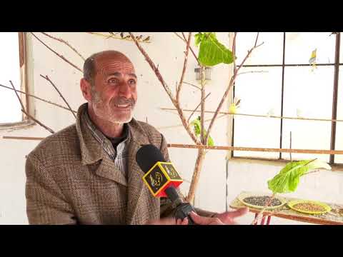 سعد أبو هاني مسن فلسطيني يدرب طائر الحسون على اللهجة الفلسطينية