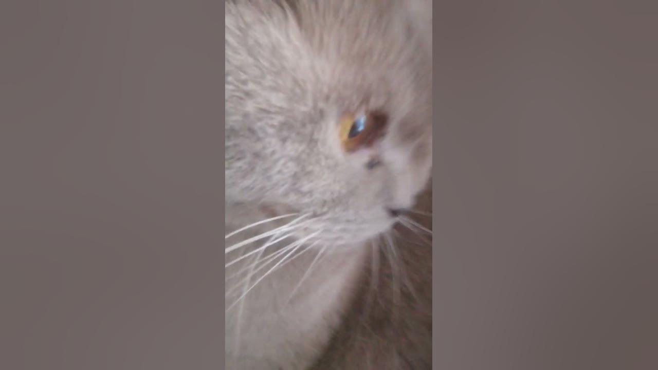 Котики ️ - YouTube