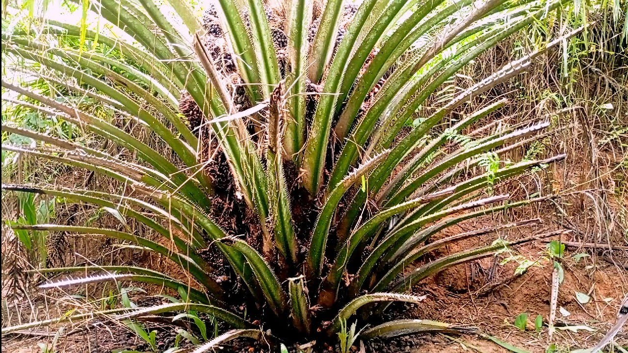 kalau di rawat sudah bisa beli kendaraan dengan hasilnya