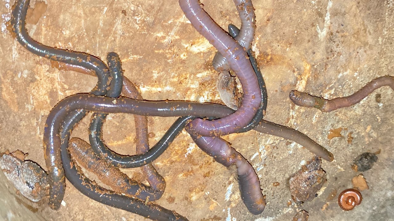Catching earthworms and centipedes by hand in the base of the tree.# ...