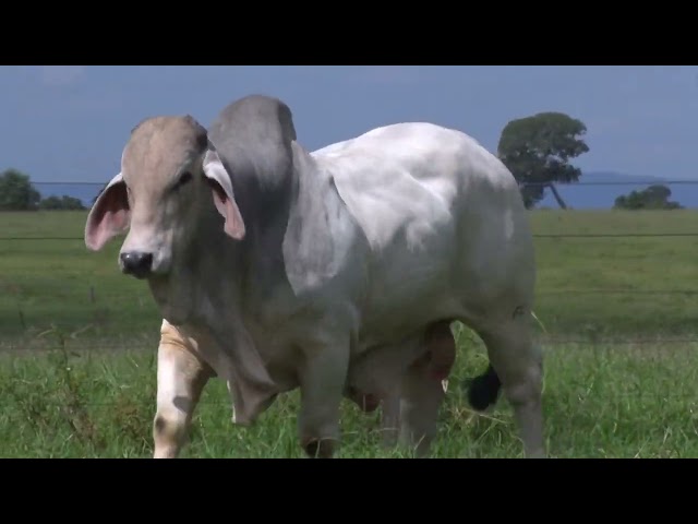 Lote 08    Fazenda Nova Pousada