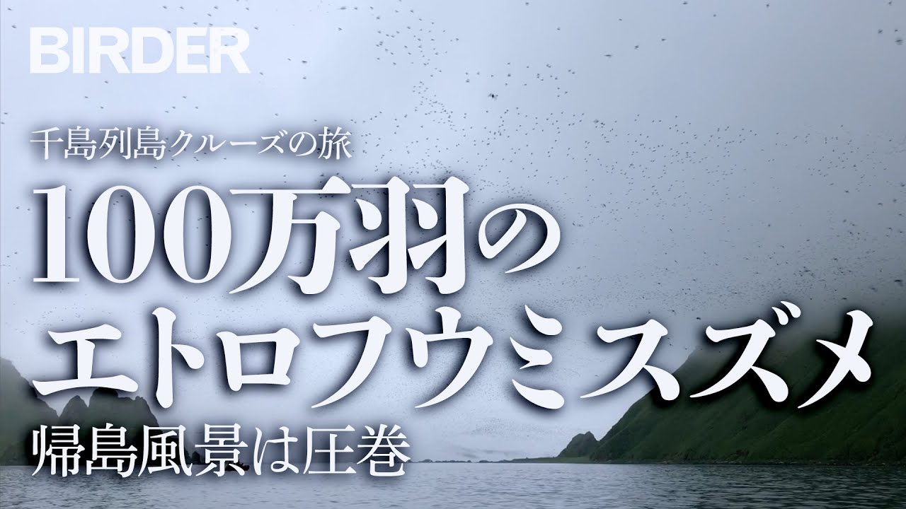 BIRDER「100万羽のエトロフウミスズメ（1 million Crested Auklet）に息をのむ」（吉成才丈） 