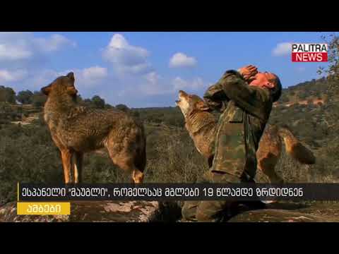 ვიდეო: აშშ წაშლის ნაცრისფერ მგელს საფრთხის წინაშე მყოფი სიიდან