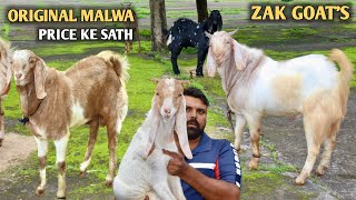 Original Malwa Bakre Price Ke Sath Zak Goat's