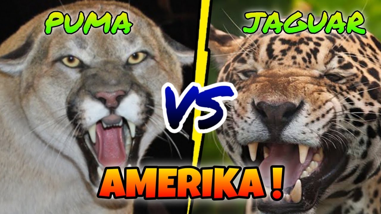 PUMA VS JAGUAR ‼️ Kucing Terbesar di Benua Amerika - YouTube