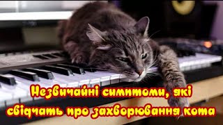 Незвичайні Симптоми, Які Свідчать Про Захворювання Кота Symptoms That Indicate A Cat's Illness