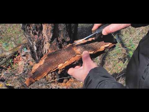 არჩილ სუპატაშვილი – მეტყევე-ენტომოლოგი