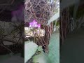 # শীম #ফুল 😱