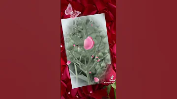 صباح الخير مع الشحرورة الصبوحة بيحبني وبحبه أجمل حالات واتس قصيرة 