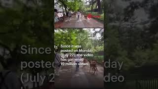 Video Of Man Kicking Deer In Nara Park Sparks Outrage
