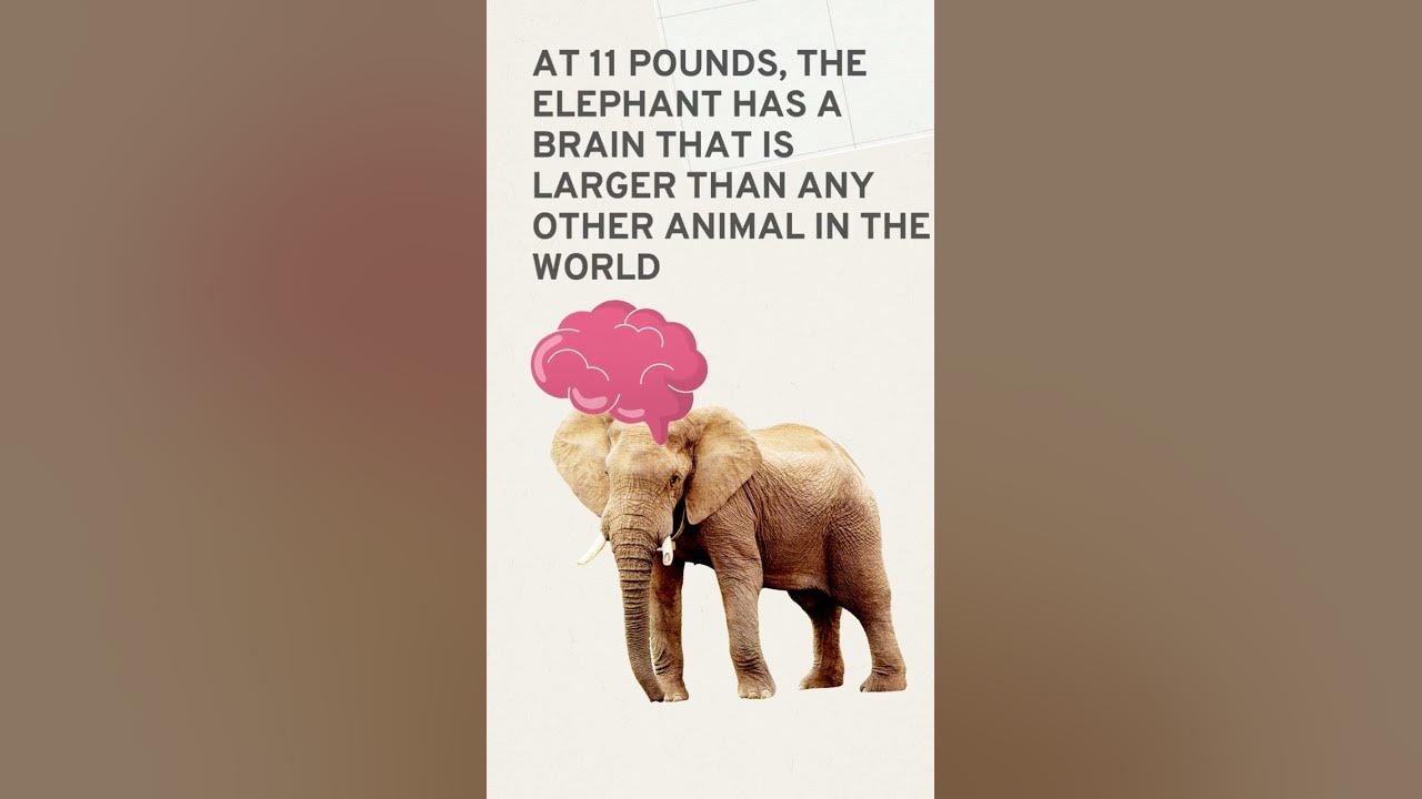 ELEPHANT BRAIN | SIZE OF ELEPHANT BRAIN - YouTube