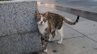 Painted nosed cat living on the city center is so cute