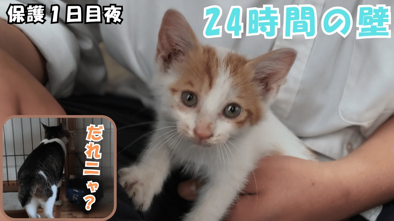 The Kitten That Might Have Hit Its Head. A Night Spent Wishing for