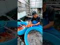 Maruhiro Koi Farm Action Koi Koisfish Koifarm Fishing Fishtank Koipond Viralvideos Ponds 