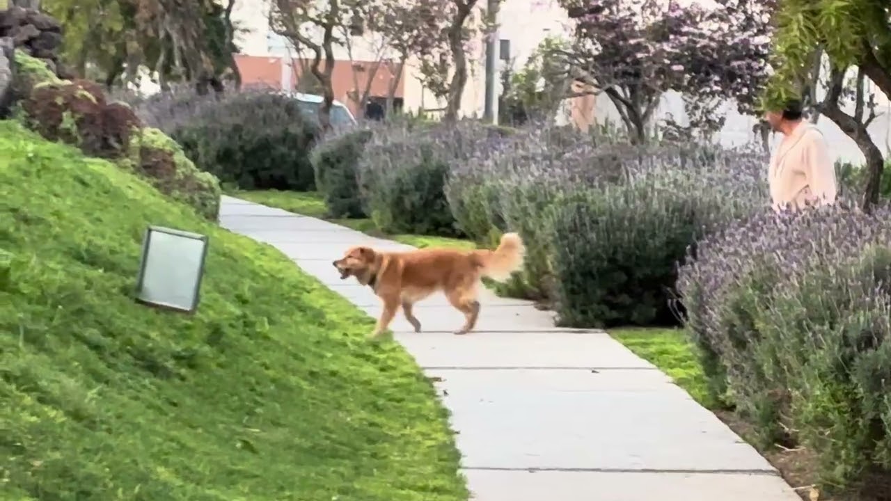 A foggy Saturday morning in the park 