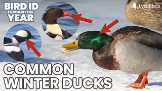 Introduction to Duck Identification - Common Winter Ducks