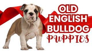 Meet Charming Old English Bulldog Puppies!