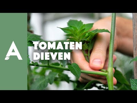 Video: Hoe Breng Je Tomaten Weer Tot Leven Na Vorst?