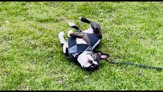 Boston Terrier - That’s How I Roll 😎 by Poppy the Boston Terrier  384 views 1 year ago 1 minute, 2 seconds