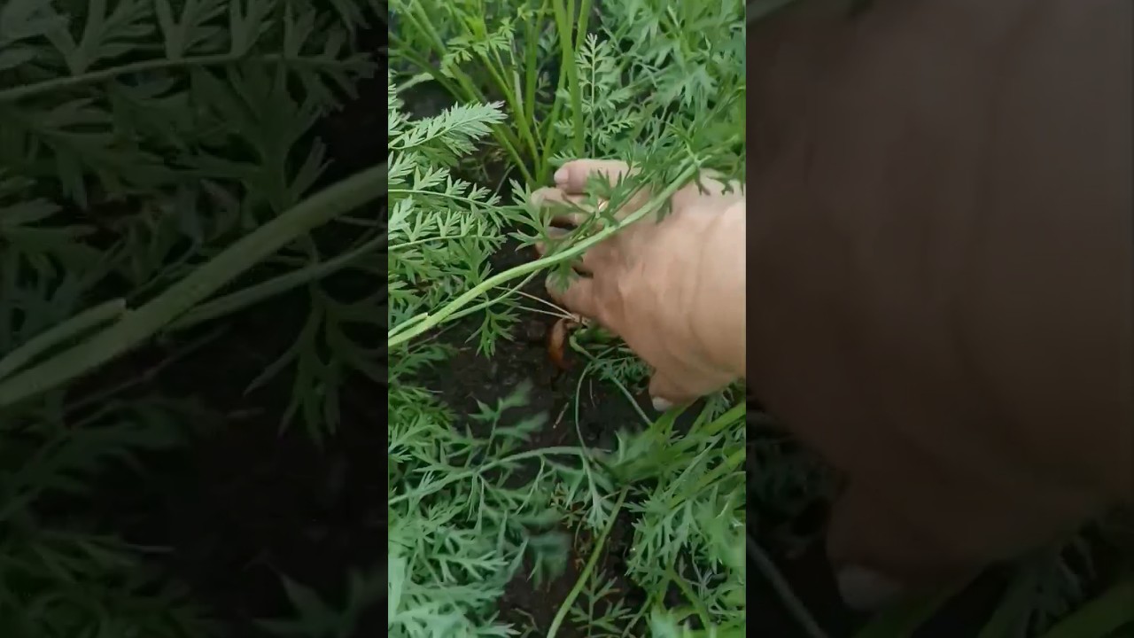 Когда можно убирать морковь на хранение