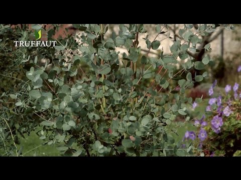 Vidéo: Comment entretenir les eucalyptus ?