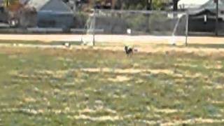 Tabby the Cheetah-Dog!