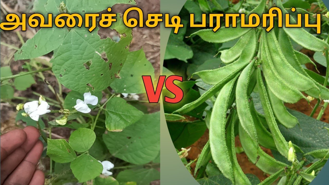 அவரைச் செடி நடவு முதல் அறுவடை வரை/மாடி தோட்டத்தில் அவரை செடி ...